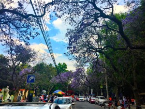 ROLLING VIBES PARQUE MEXICO